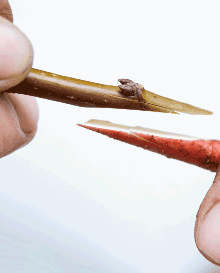 Apple Tree Grafting