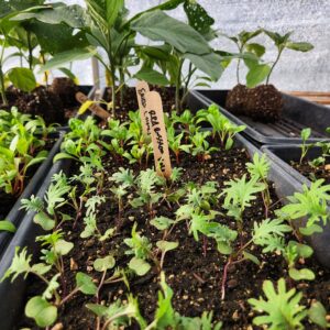 May 2024 Field Day - Beet Root Farm - 3